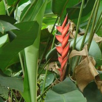 <i>Heliconia bihai</i>  (L.) L.